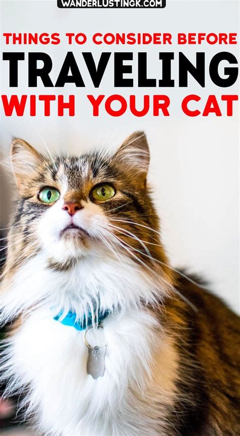 moving overseas with a cat